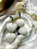 White double scallop